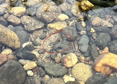 Striuntius lateristriga