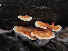 Microporus xanthopus