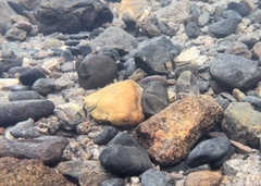 Striuntius lateristriga