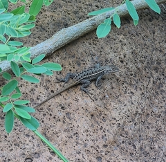 Sceloporus consobrinus