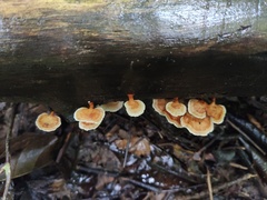 Microporus xanthopus