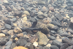 Striuntius lateristriga