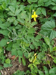 Chelidonium majus