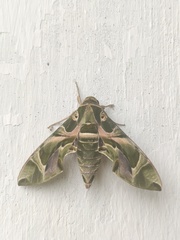 Daphnis nerii