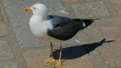 Larus fuscus graellsii
