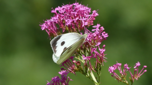 Pieris brassicae