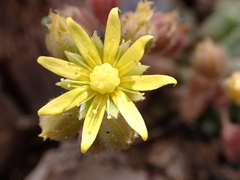 Aichryson tortuosum var. tortuosum image