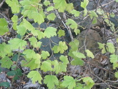 Ribes alpinum