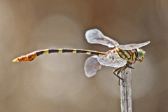 Phyllogomphoides stigmatus