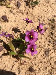 Diascia