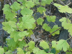 Ribes alpinum