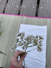 Valeriana officinalis
