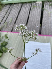 Valeriana officinalis