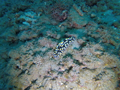 Phyllidia varicosa