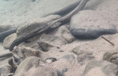 Striuntius lateristriga