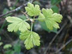 Ribes alpinum