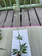 Valeriana officinalis