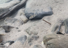 Striuntius lateristriga