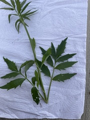 Valeriana officinalis