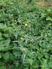 Sonchus oleraceus