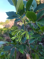 Fraxinus pennsylvanica