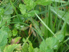 Nephrotoma