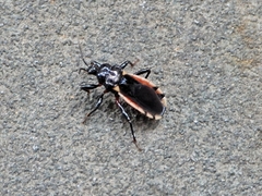 Ectrychotes andreae