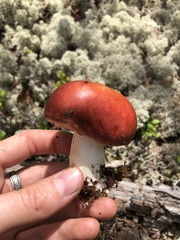 Russula emetica