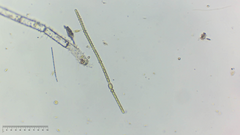 Nostocales