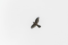 Accipiter gentilis