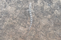 Horse-Faced Loach photo 3