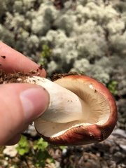 Russula emetica