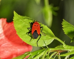 Antilochus nigripes