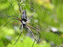 Nephila kuhli