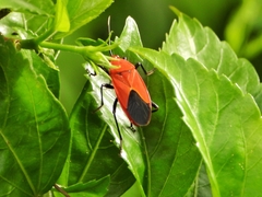 Antilochus nigripes