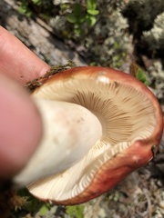 Russula emetica