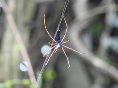 Nephila kuhli