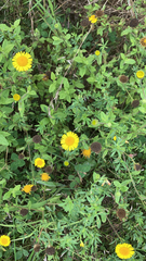 Pulicaria dysenterica