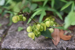 Sapindaceae