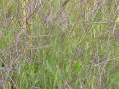 Molinia caerulea