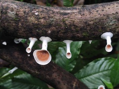 Microporus xanthopus