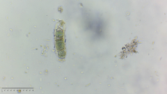 Nostocales