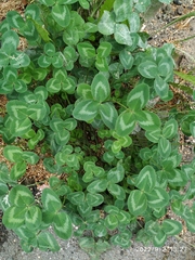 Trifolium pratense