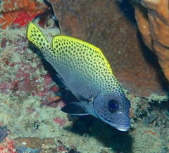 Diagramma melanacrum