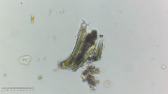 Nostocales