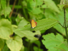 Heliophorus epicles