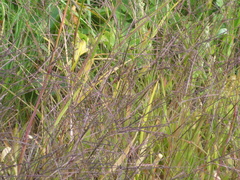 Molinia caerulea