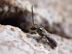 Lasioglossum loetum