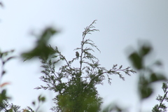 Ptiliogonys cinereus