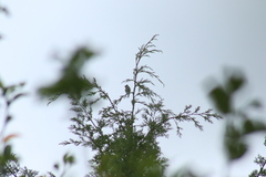 Ptiliogonys cinereus